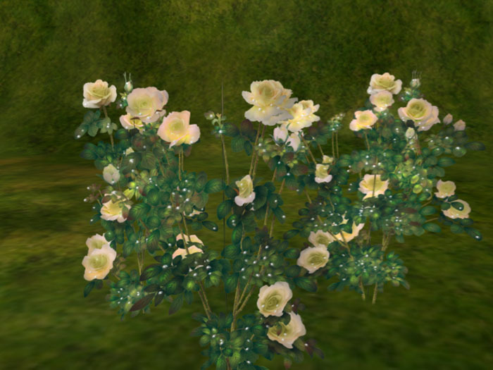 Tear Rose yellow