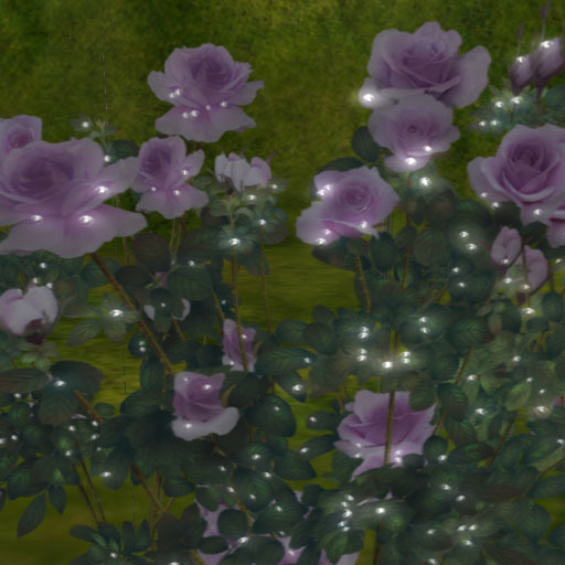 Tear Rose purple