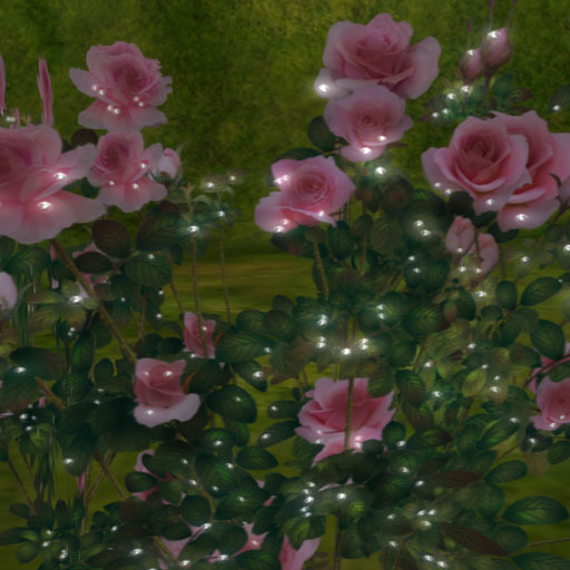 Tear Rose pink