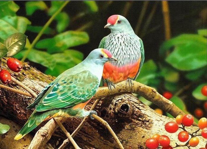 Great poster texture Beautiful Colors Birds