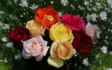 Great poster texture colorful rose bouquet