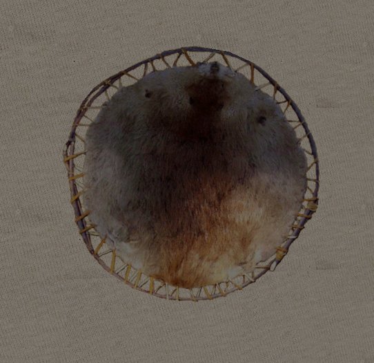 Stretched Beaver Pelt