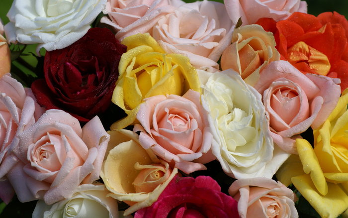 Great poster texture colorful roses