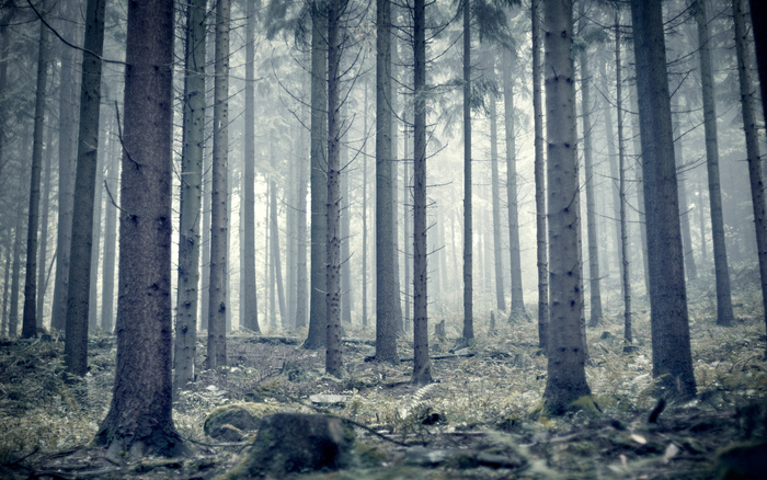 Great poster texture morning mist 2560x1600