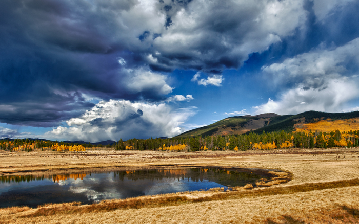 Great poster texture aspen wetland 2560x1600