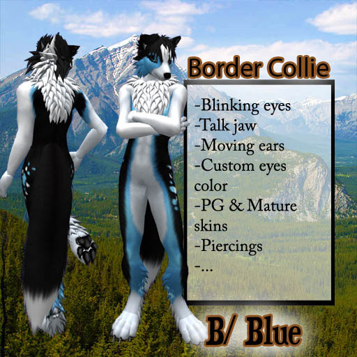 Border Collie - Black Blue
