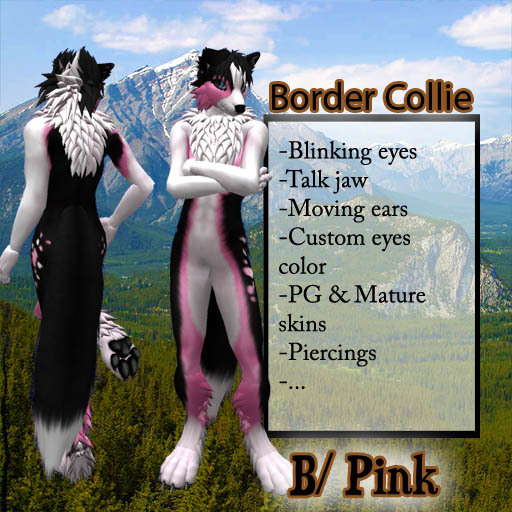 Border Collie - Black Pink