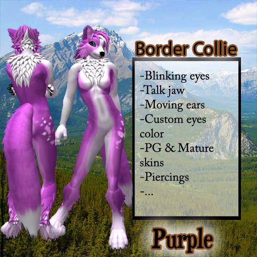Border Collie - Purple