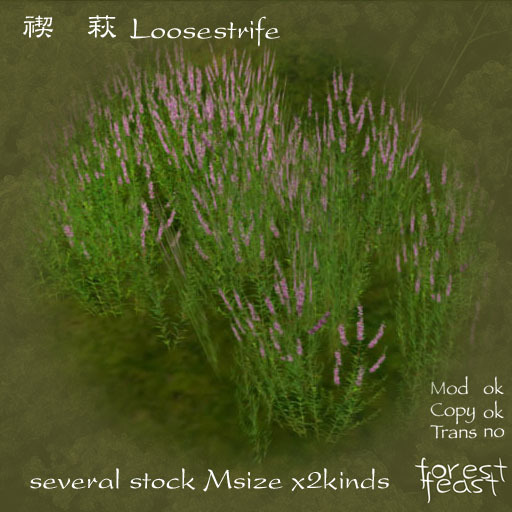 ミソハギ Loosestrife Msize