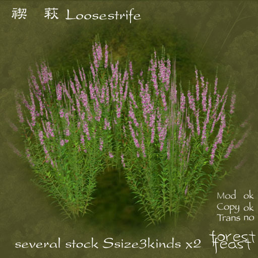 ミソハギ Loosestrife Ssize