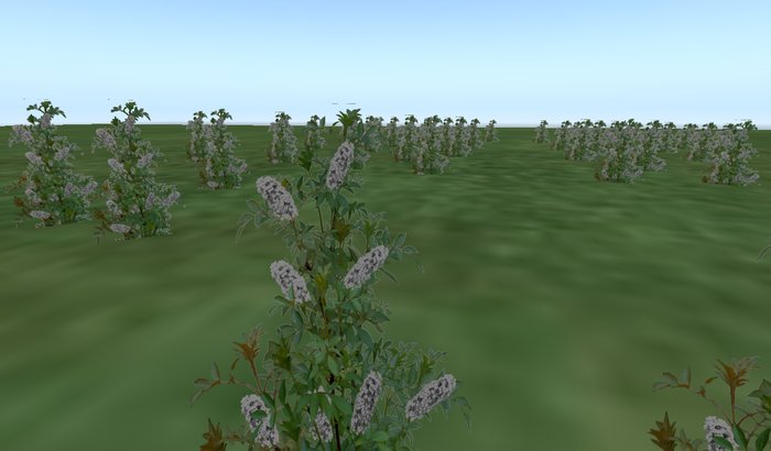 Butterfly Bush White