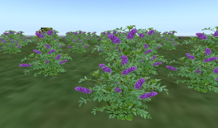 Butterfly Bush Purple