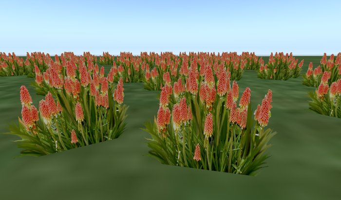 Plant Flower 51