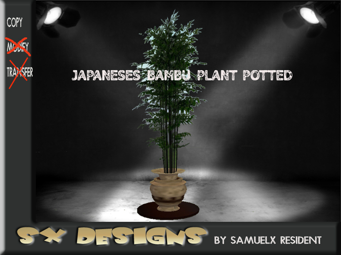 Japanese bambu plant 