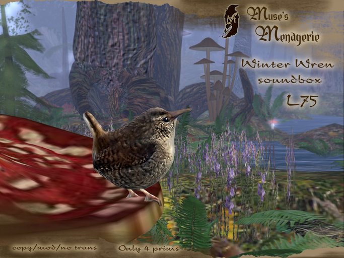 Muses Menagerie - Winter Wren