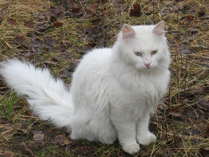 Great poster texture CAT WHITE 