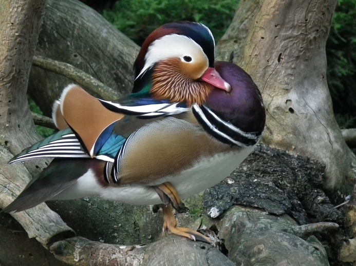 Great poster texture MANDARIN DUCK 