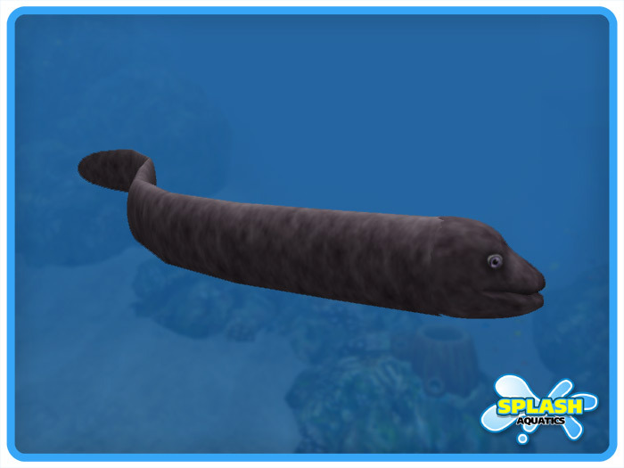 Moray Eel - Giant