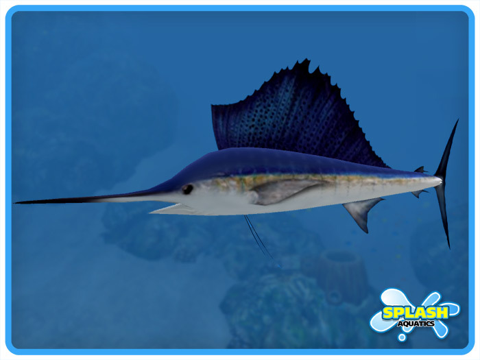 Sailfish