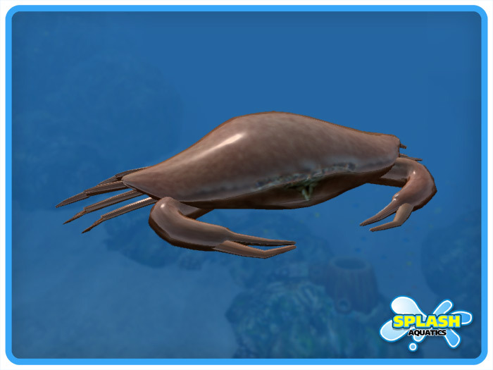 Sculpted Feeding Crab