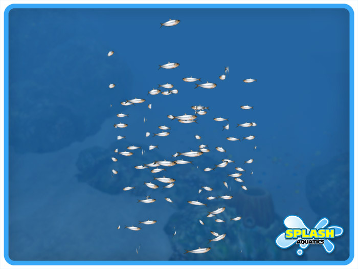 Small Sardine School