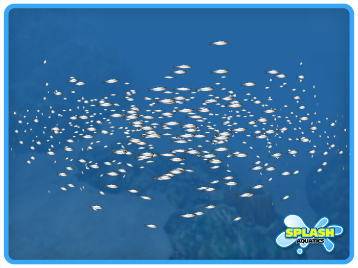 Large Sardine School