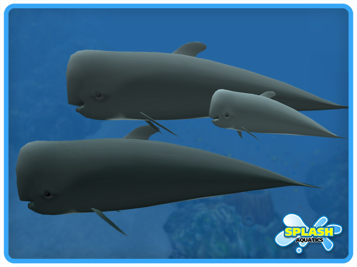 Pilot Whale Family 
