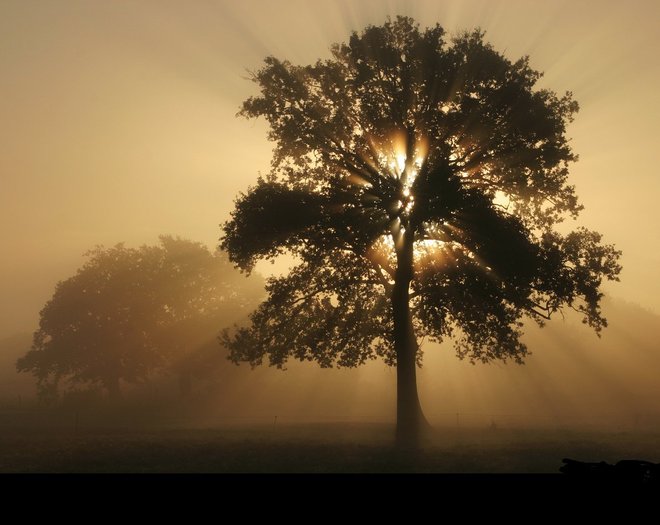 Arbre Brume