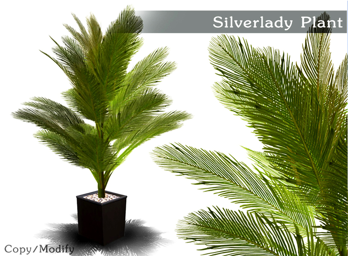 Silverlady Plant V.1 - Fern Plant 