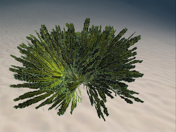 Underwater Plant 13
