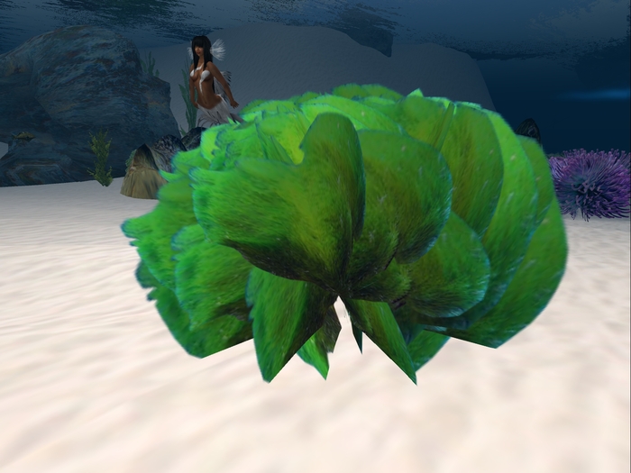 Underwater Plant 15