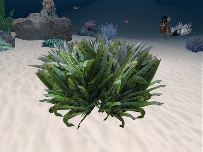 Underwater Plant 17