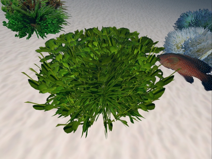Underwater Plant 20