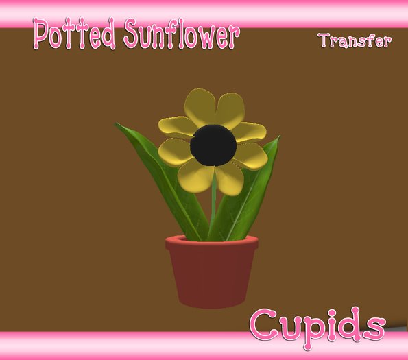 Cupids Potted Sunflower [Boxed]