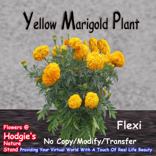Hodgie's Flowers & Plants  --  Marigold (Large Yellow) Flexi Plant