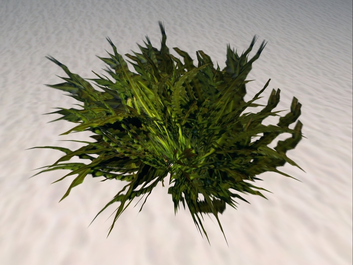 Green Seaweed