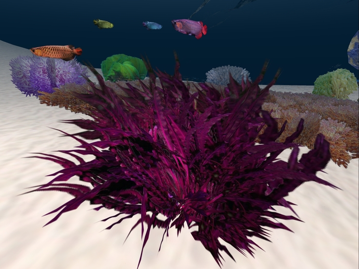 Violet Seaweed
