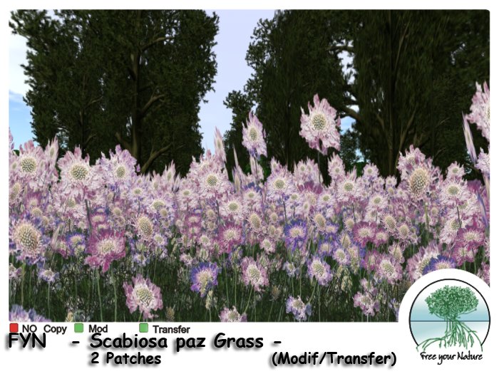 FYN Box - Scabiosa paz Grass