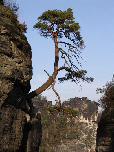 tree in the mountains