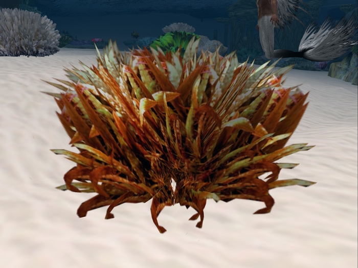 Orange Seaweed