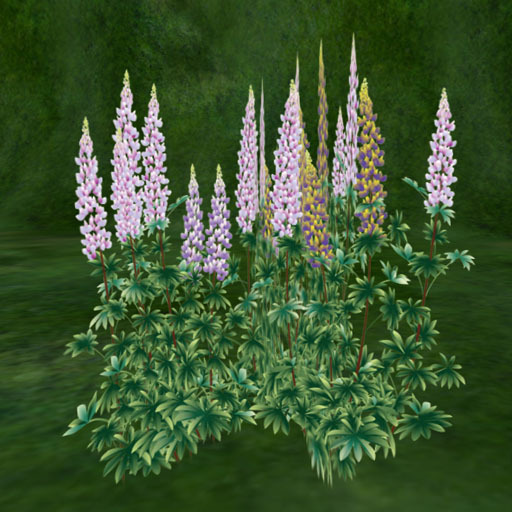 Lupin_somestock_Purple (copy