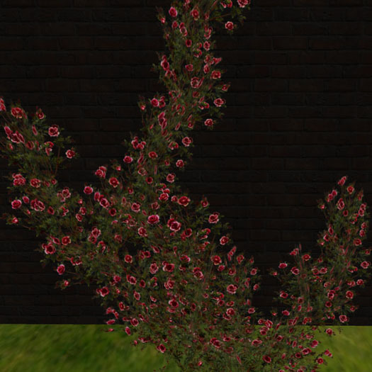 Rose adores wall_Dred