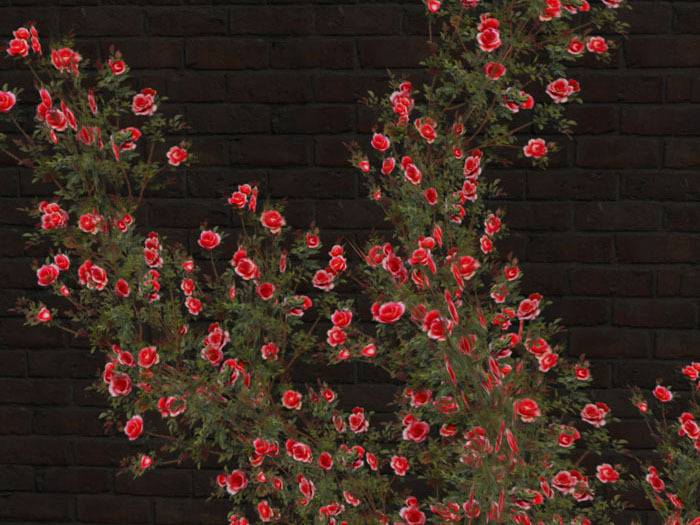 Rose adores wall_red
