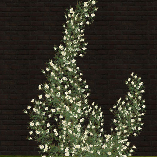 Rose adores wall_white