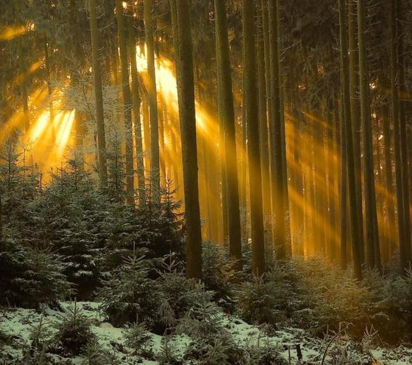Sunset Forest Privacy Screen 20x20 Alpha(boxed)