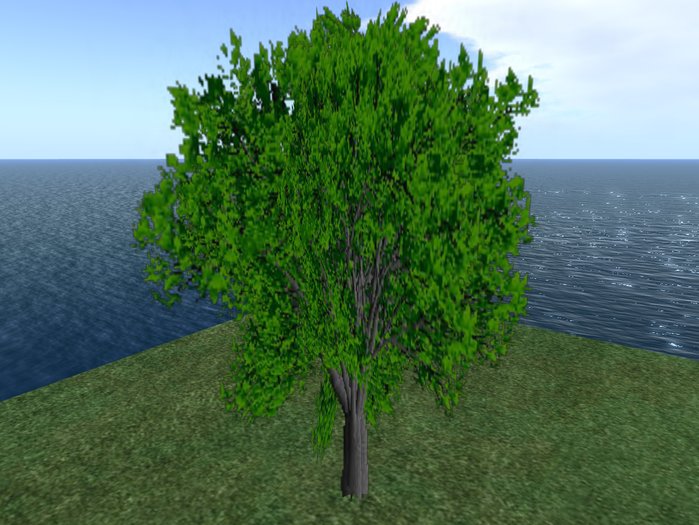 plant - summer tree 20