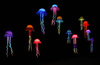 Neon%20jellyfish