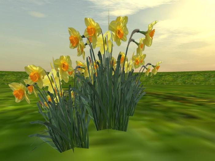 Cluster of Daffodils (One of our many catalogue entries for Spring arbors, trees, shrubs and landscaping items))