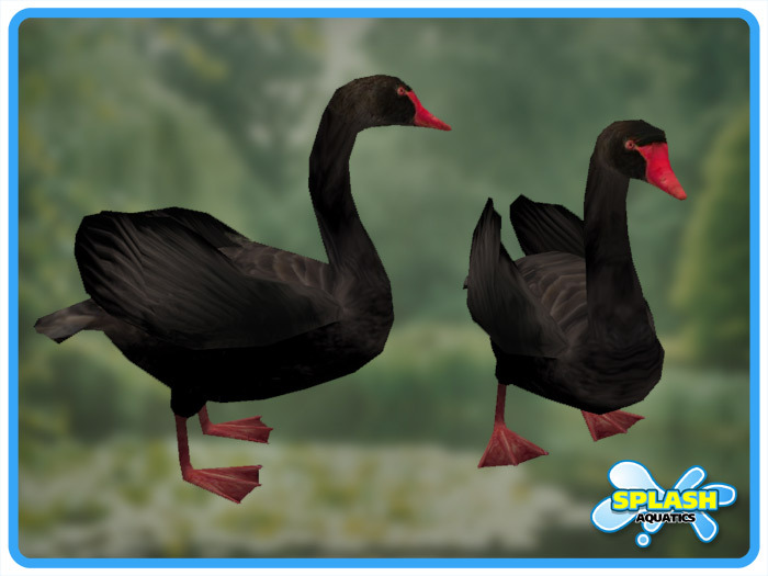 Black Swan - Standing