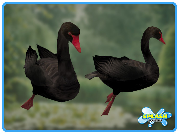 Black Swan - Swimming